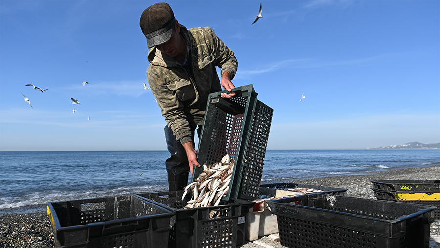 Вылов рыбы вырос на 44% в Черном и Азовском морях Вылов рыбы вырос на 44% в Черном и Азовском морях