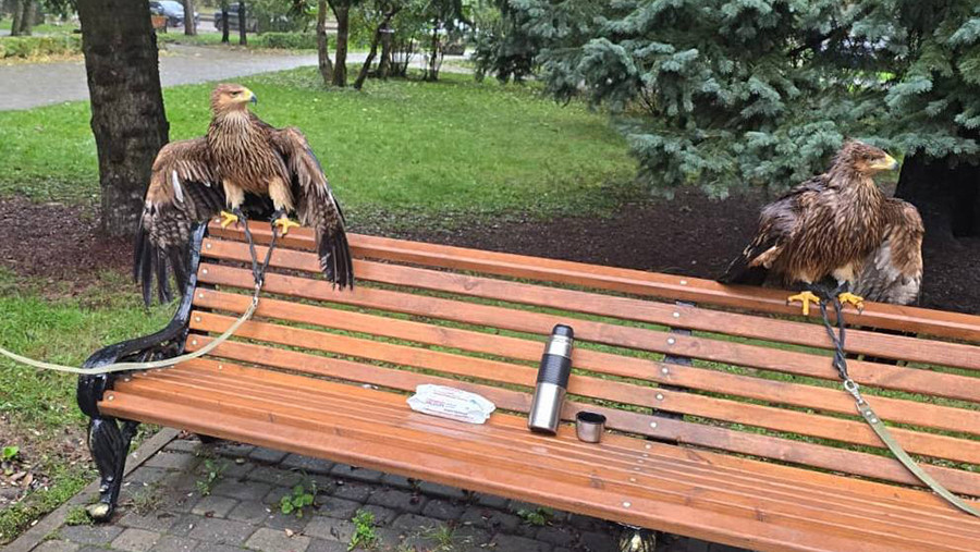 В Пятигорске изъяли двух орлов у уличных фотографов